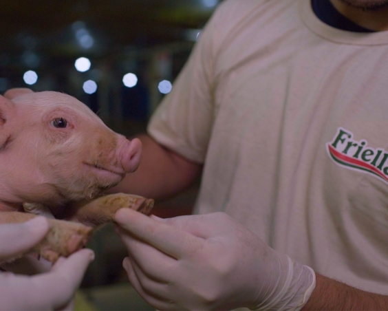 Imagem da Postagem Dia do Veterinário